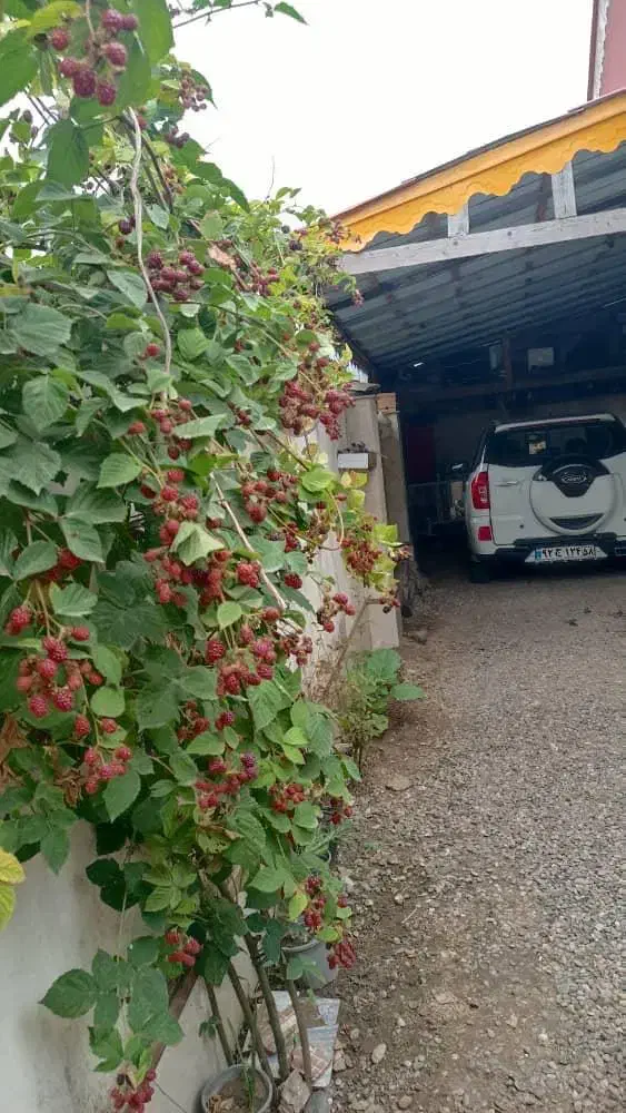 فروش ویلای فلت محسن اباد|فروش خانه و ویلا|کیاشهر, |دیوار