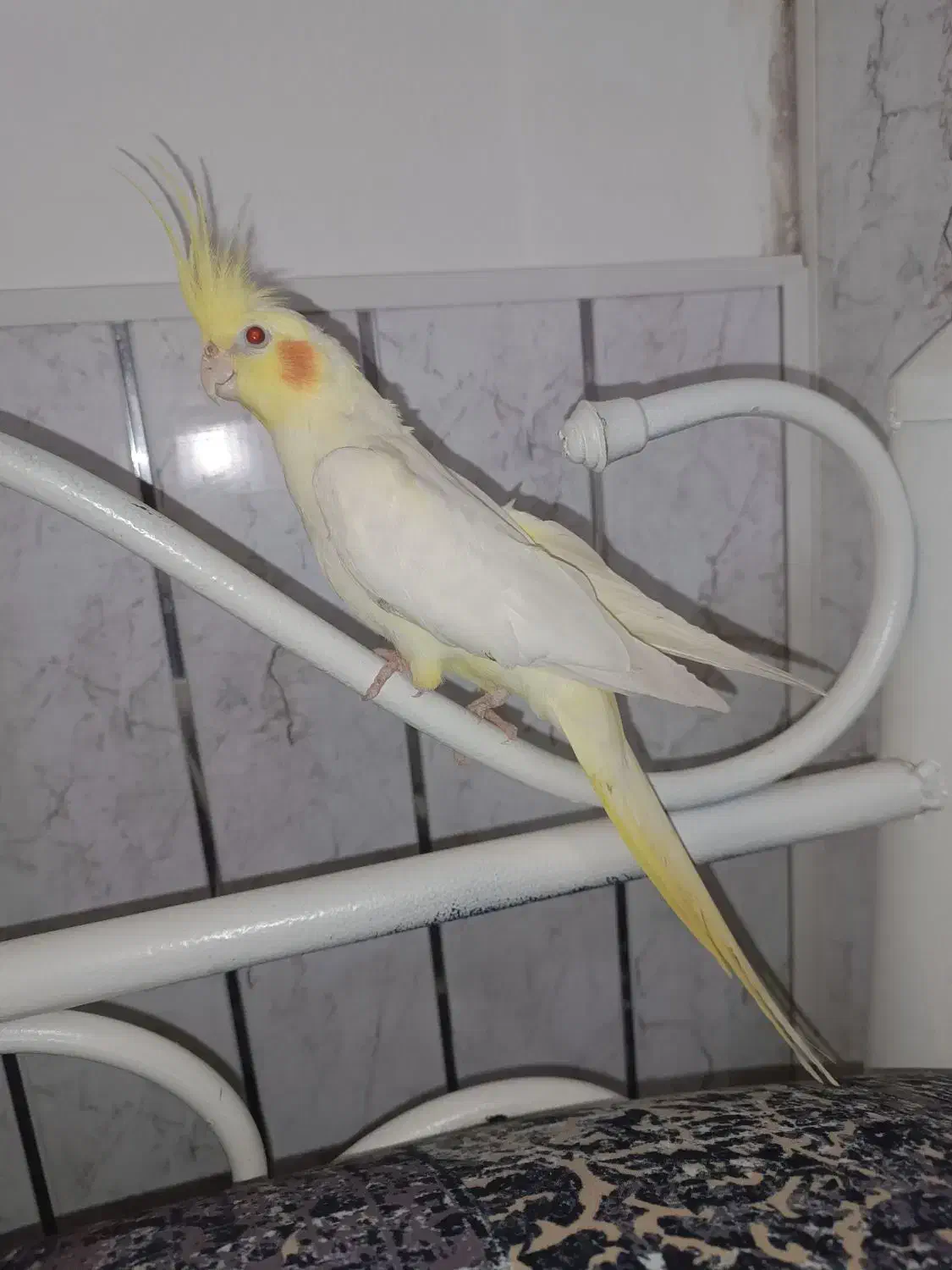 طوطی نر|پرنده|اردبیل, |دیوار