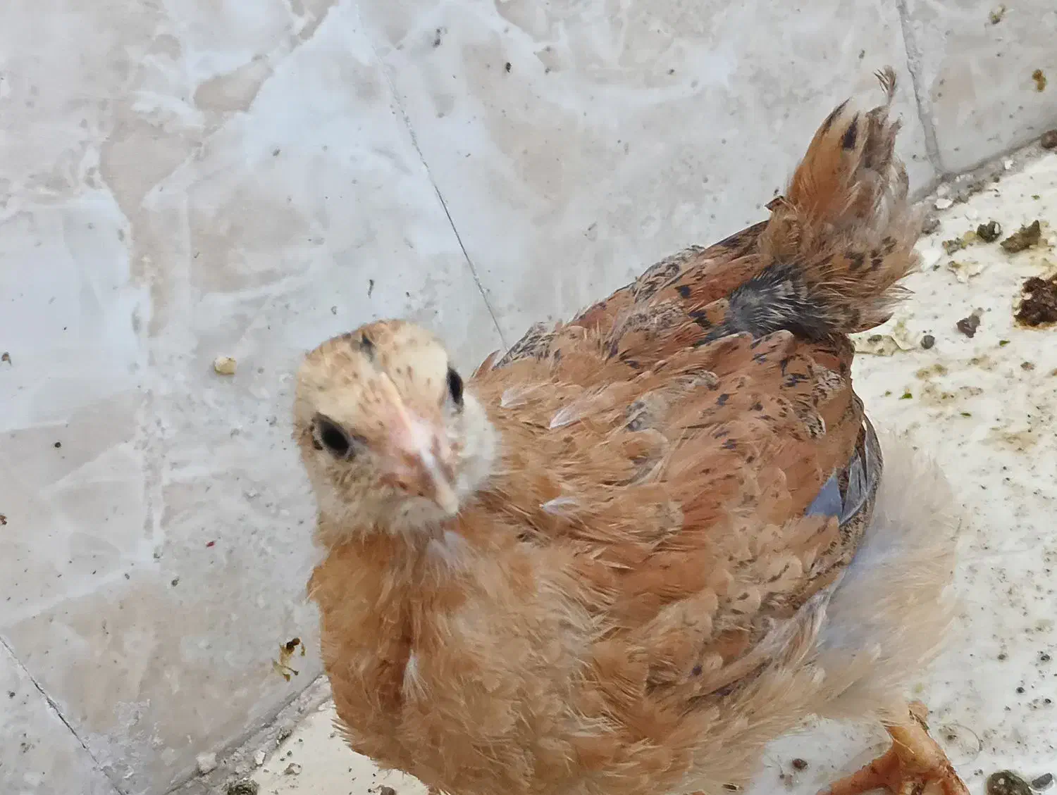 جوجه|حیوانات مزرعه|قم, پردیسان|دیوار