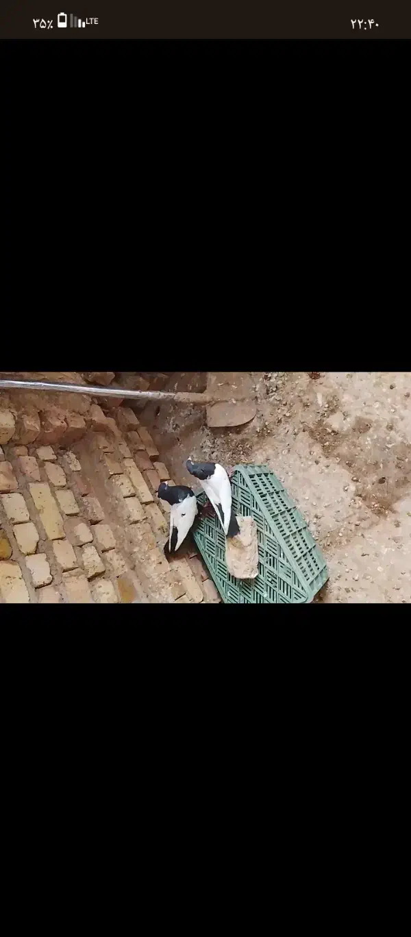 کبوتر جفتگاه|پرنده|فیروزه, |دیوار