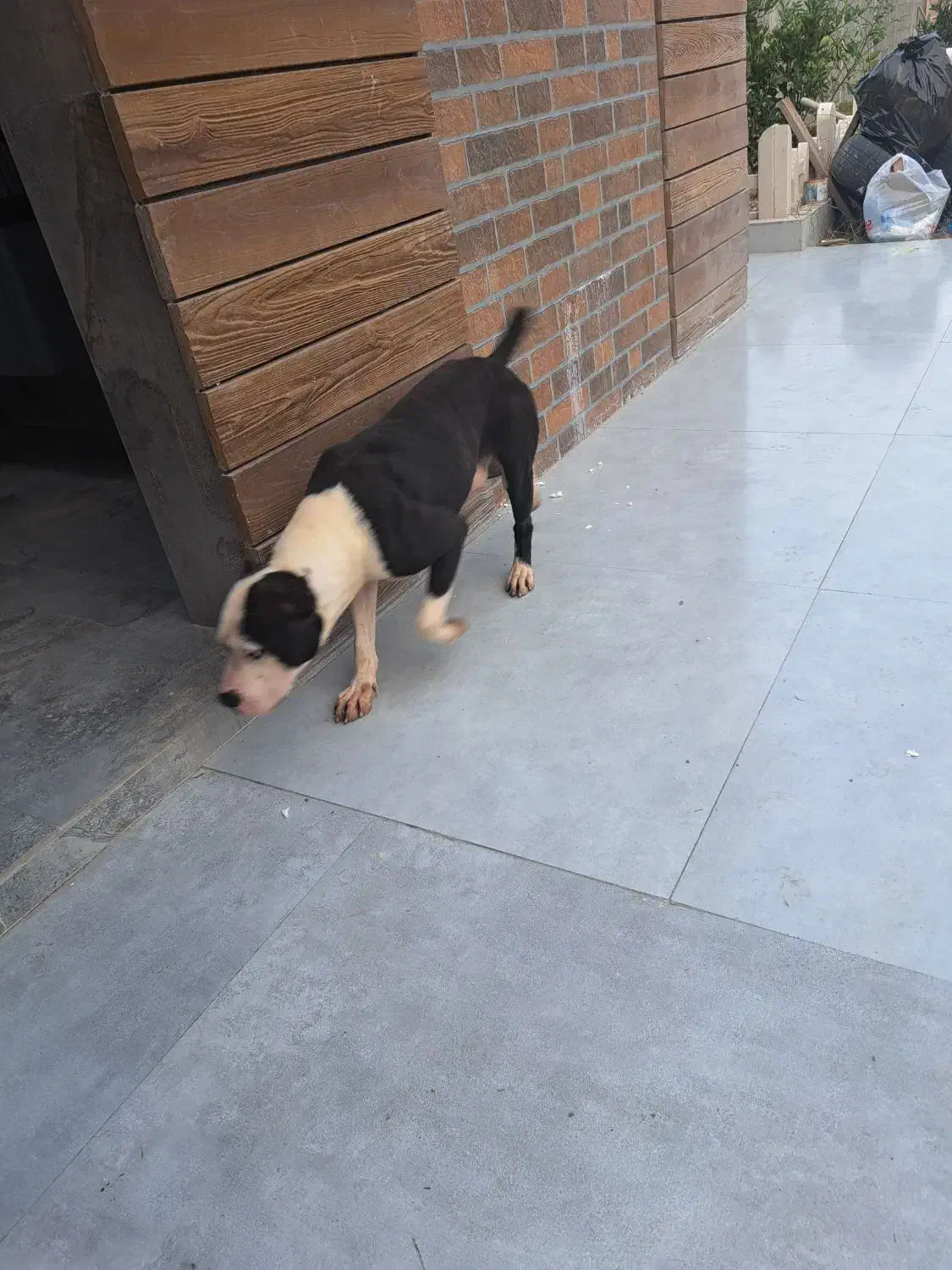 فروش پیت بول نر ۲ ساله|سگ|اسالم, |دیوار