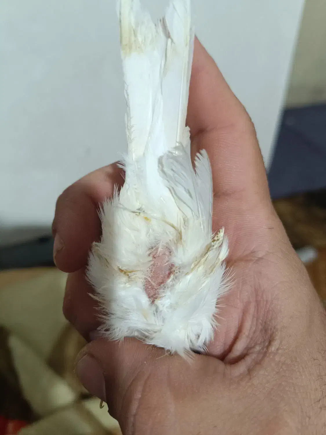 قناری ماده موزایکی آماده آماده|پرنده|شیراز, سیاه سنگ|دیوار