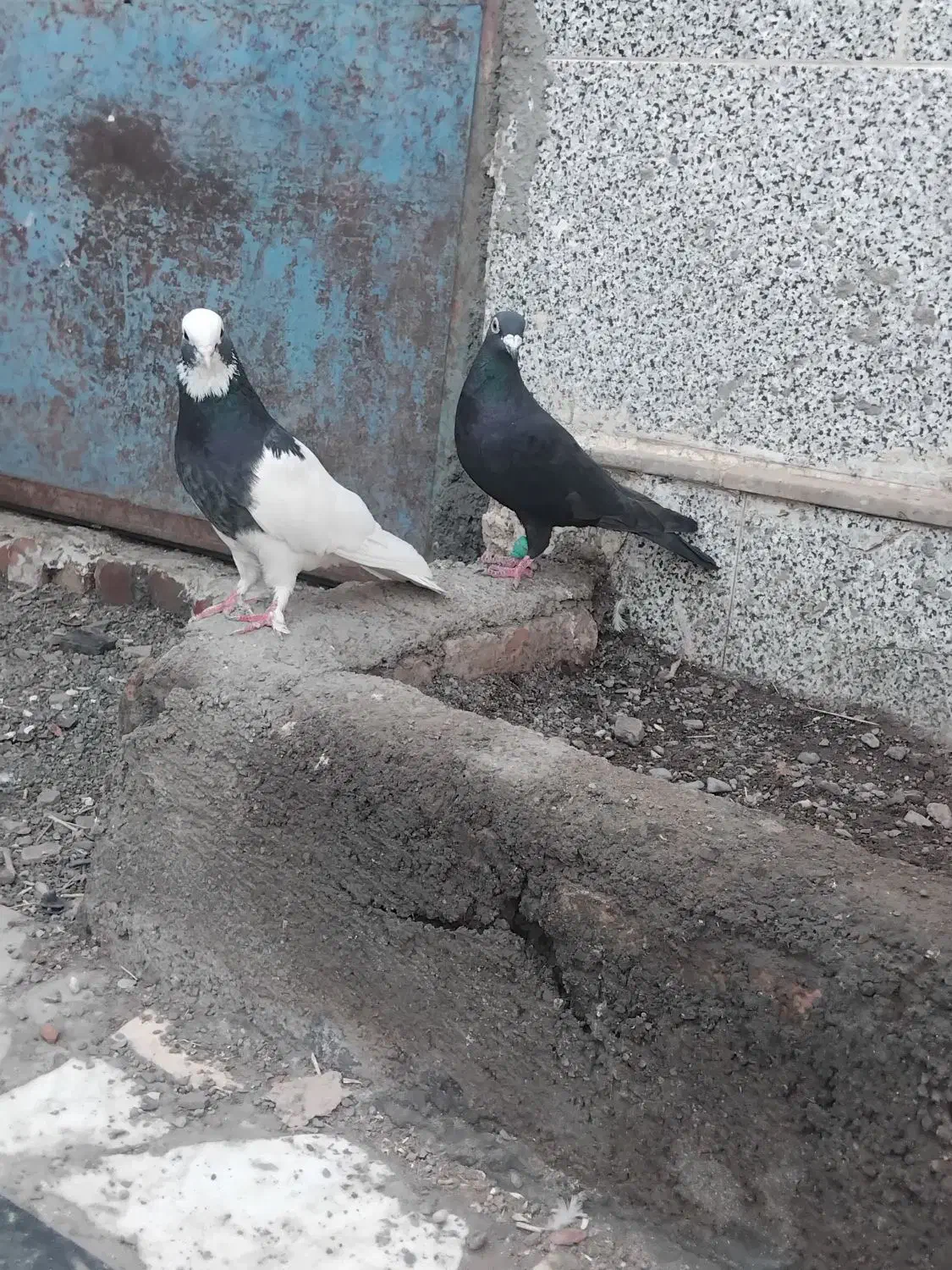 5تا گرفتی|پرنده|نیشابور, مازول|دیوار