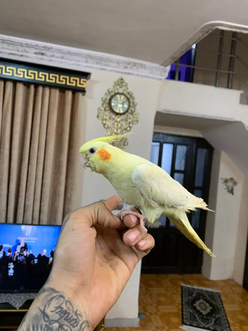 عروس هلندی لوتینو دست اموز|پرنده|رشت, باهنر|دیوار