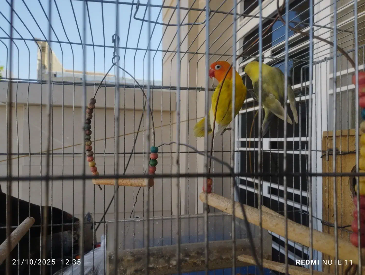 پرنده|پرنده|چرام, |دیوار