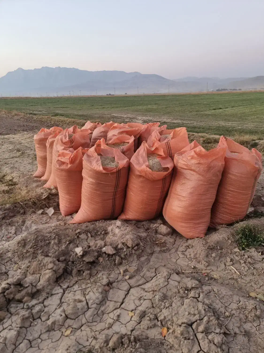 کاه لوبیا چیتی کیلو ۱۸|حیوانات مزرعه|خانمیرزا, |دیوار