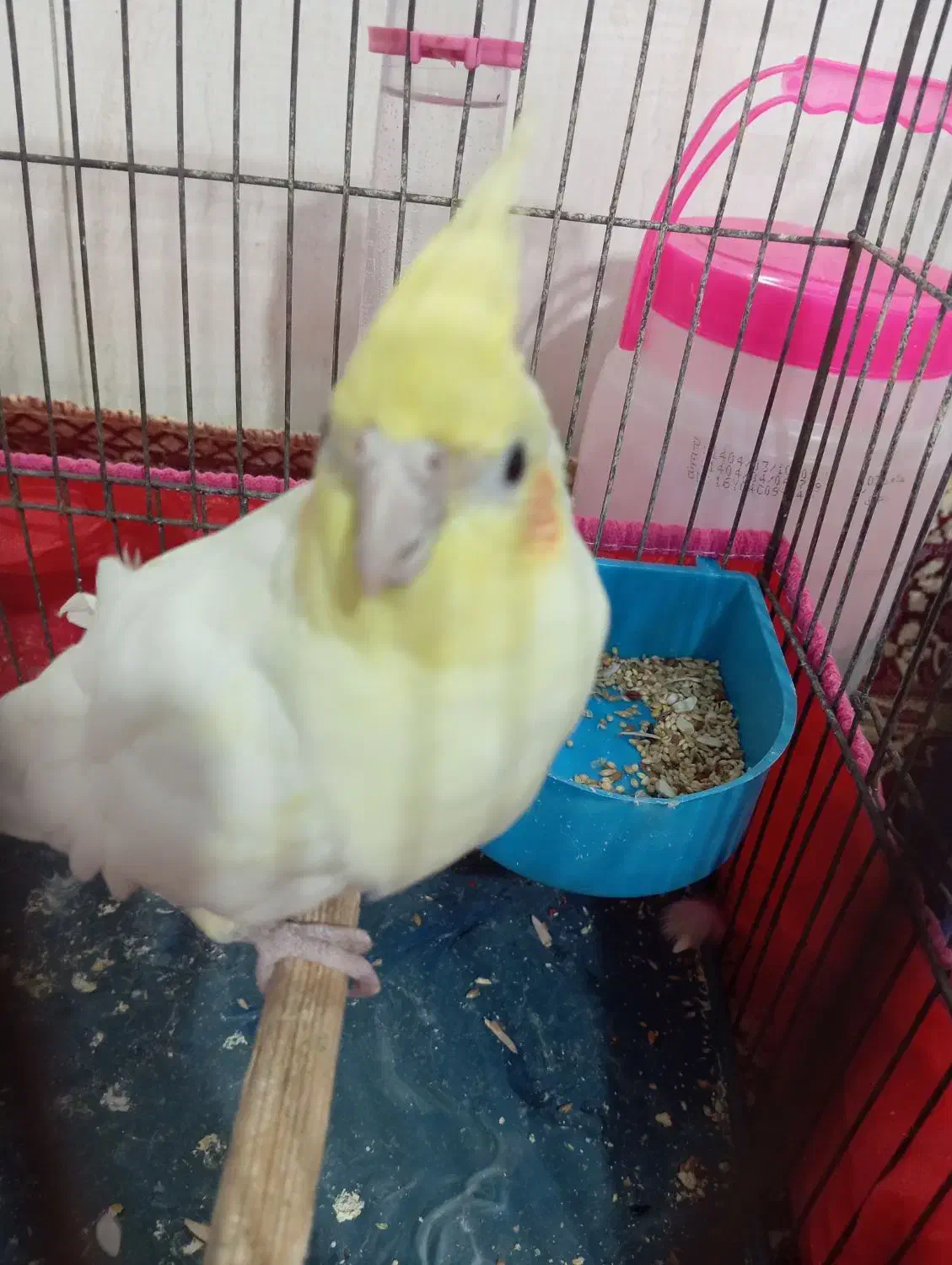 عروس هلندی|پرنده|قم, شهر قائم|دیوار