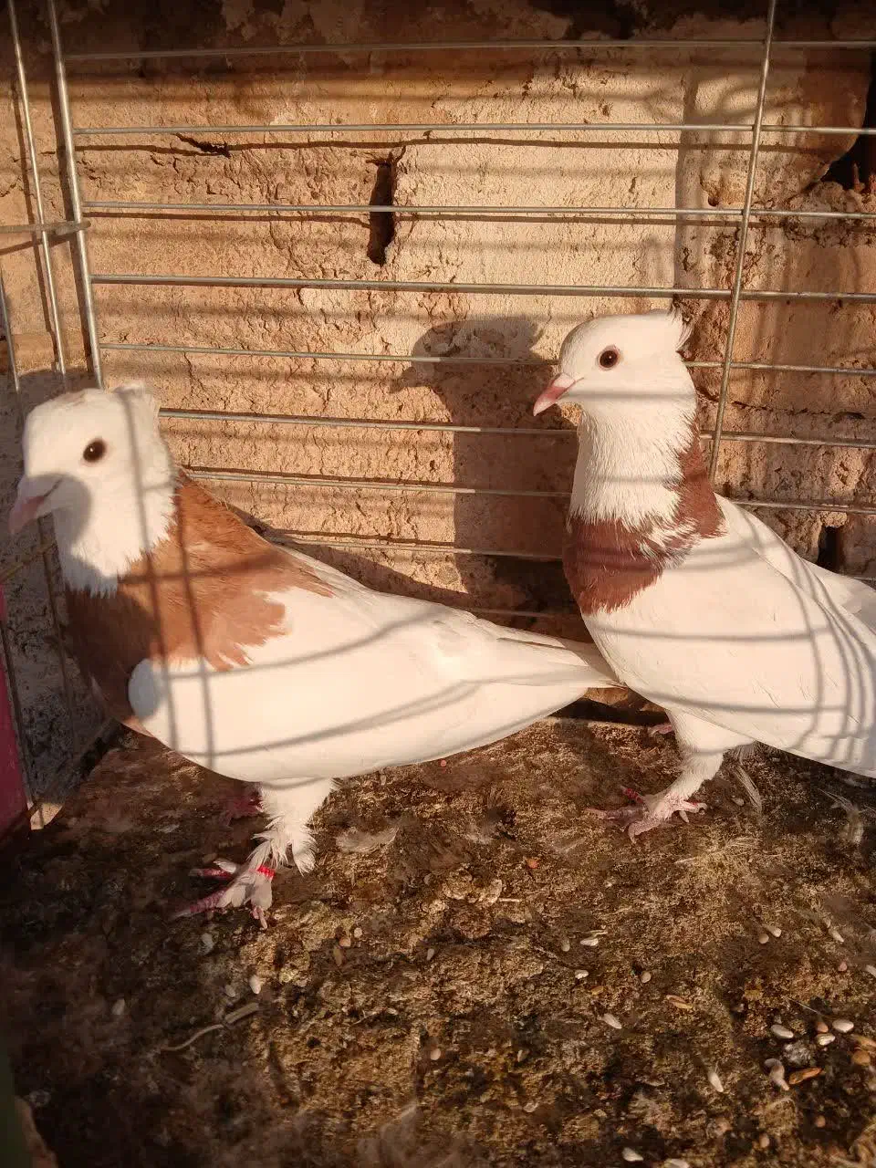 پرنده|پرنده|آران و بیدگل, |دیوار