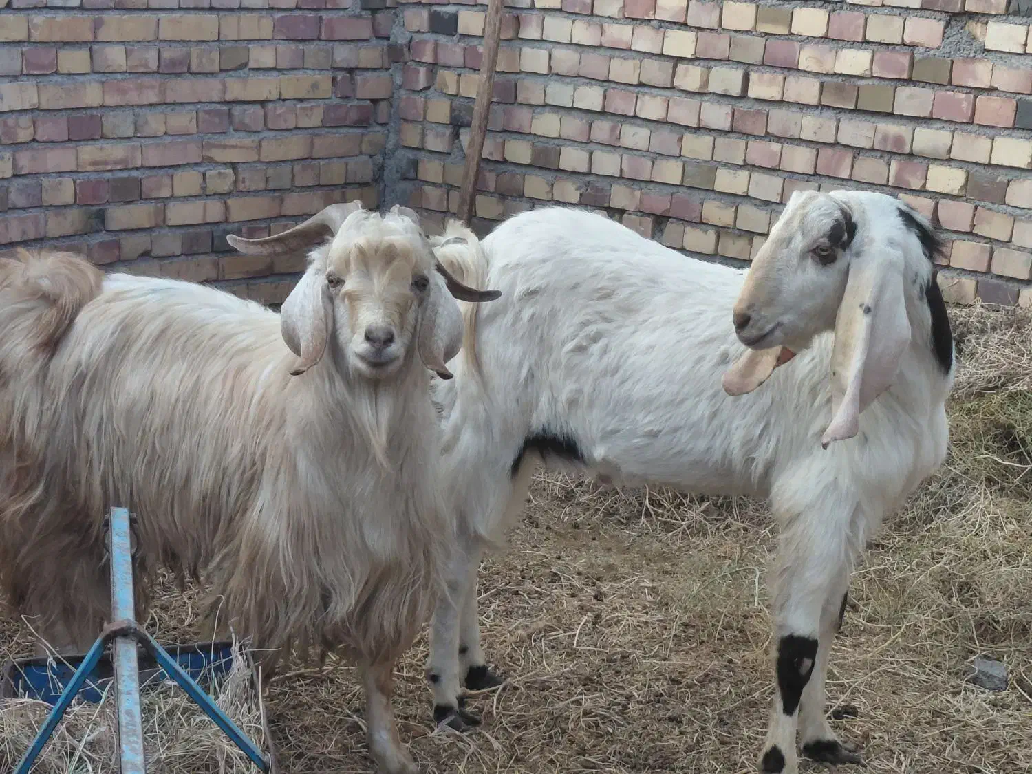 دوتا چبش یک شیره قیمت کیلو ۳۰۰|حیوانات مزرعه|گناباد, |دیوار