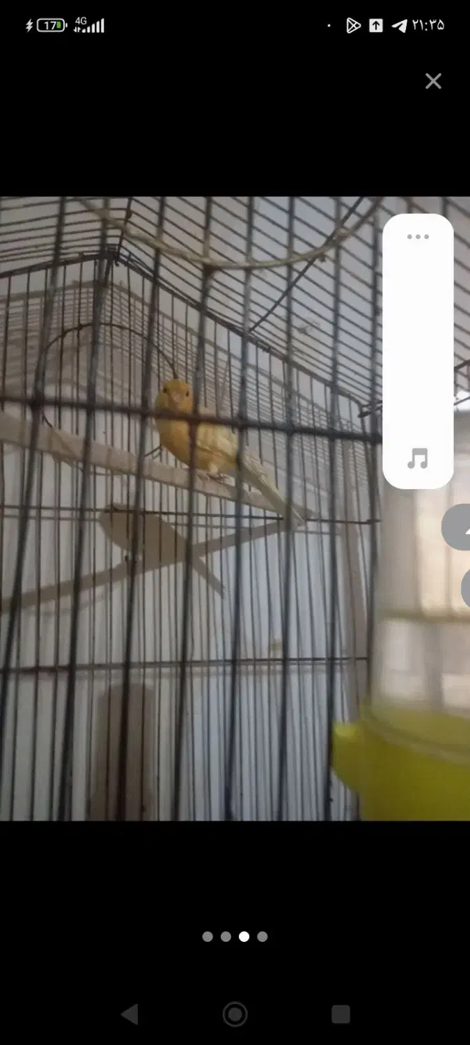 قناری|پرنده|بندرعباس, |دیوار