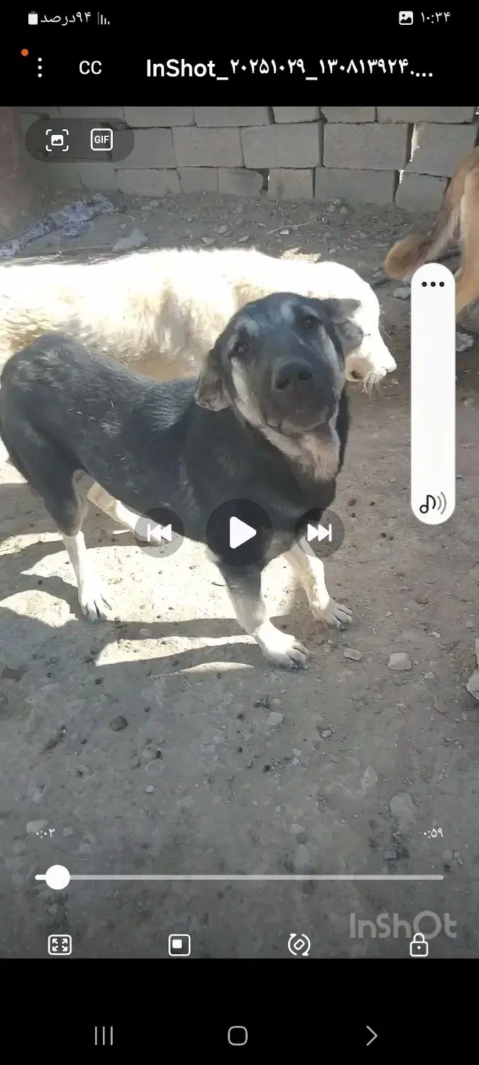 سگ دزدیده شده|حیوانات|باروق, |دیوار