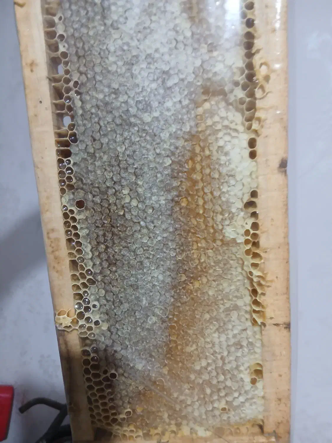 تک عسل طبیعی ارزنق|خوردنی و آشامیدنی|سراب, |دیوار