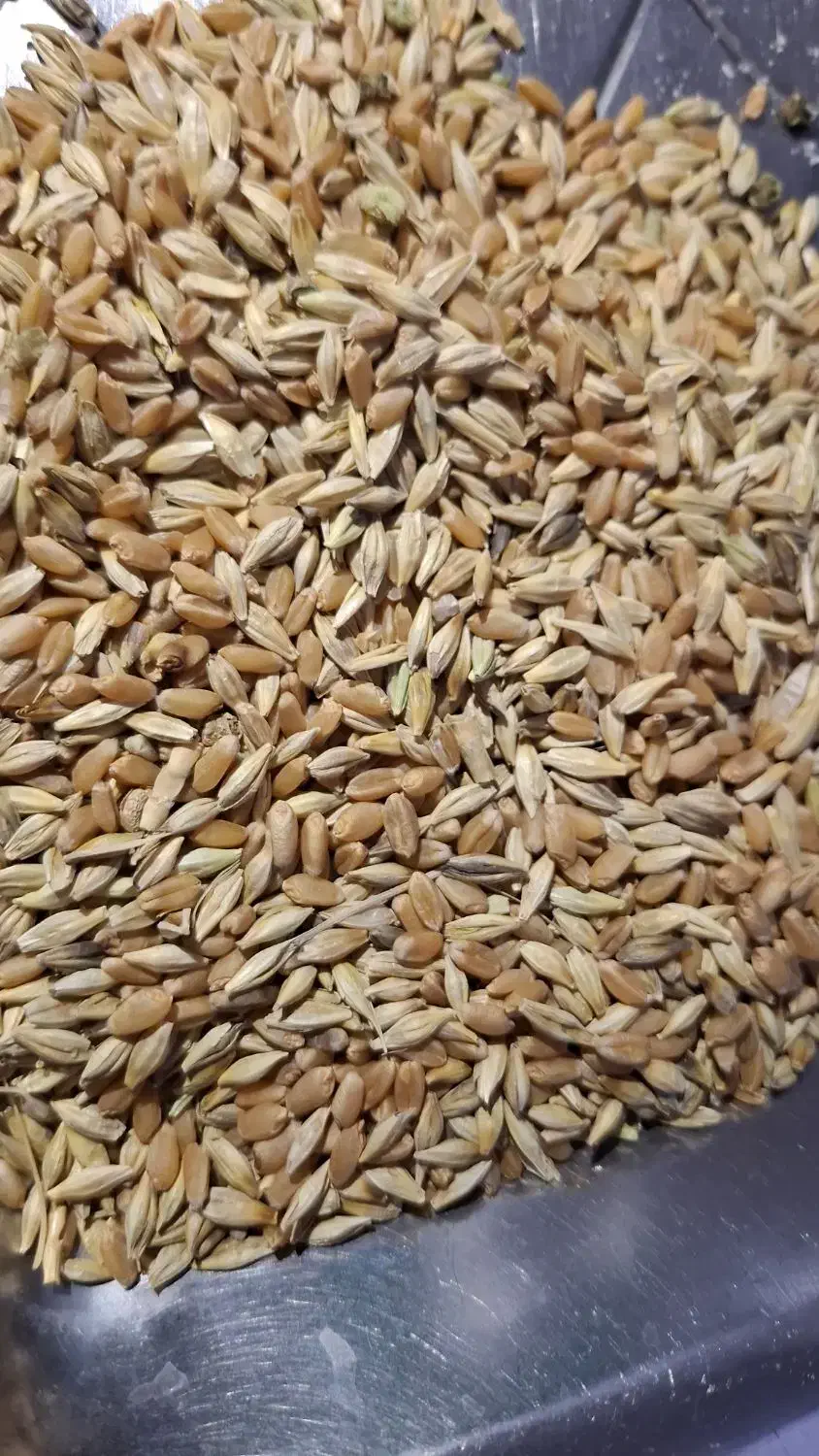 گندم وجو شبیشه|خدمات باغبانی و درختکاری|سوسنگرد, |دیوار