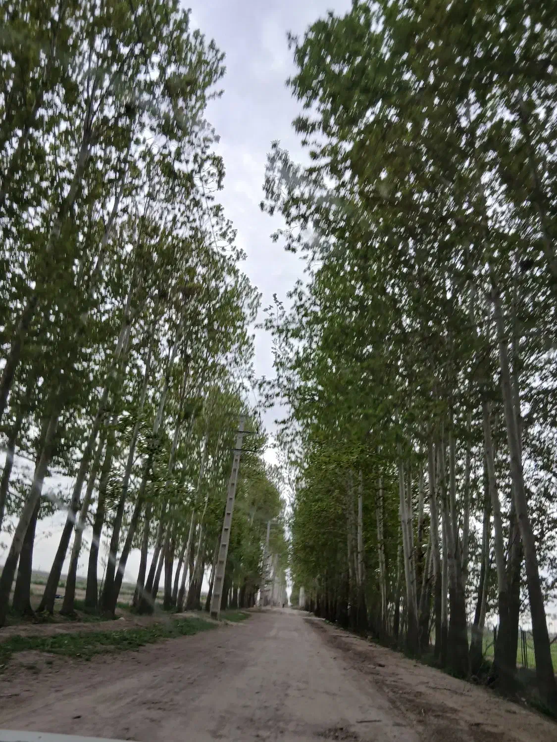 نهال چنار|خدمات باغبانی و درختکاری|بشاریات, |دیوار