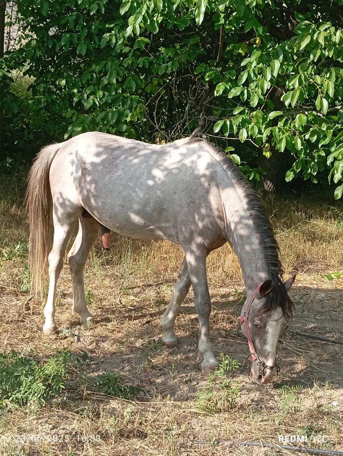 اسب نر|اسب و تجهیزات اسبسواری|آشخانه, |دیوار