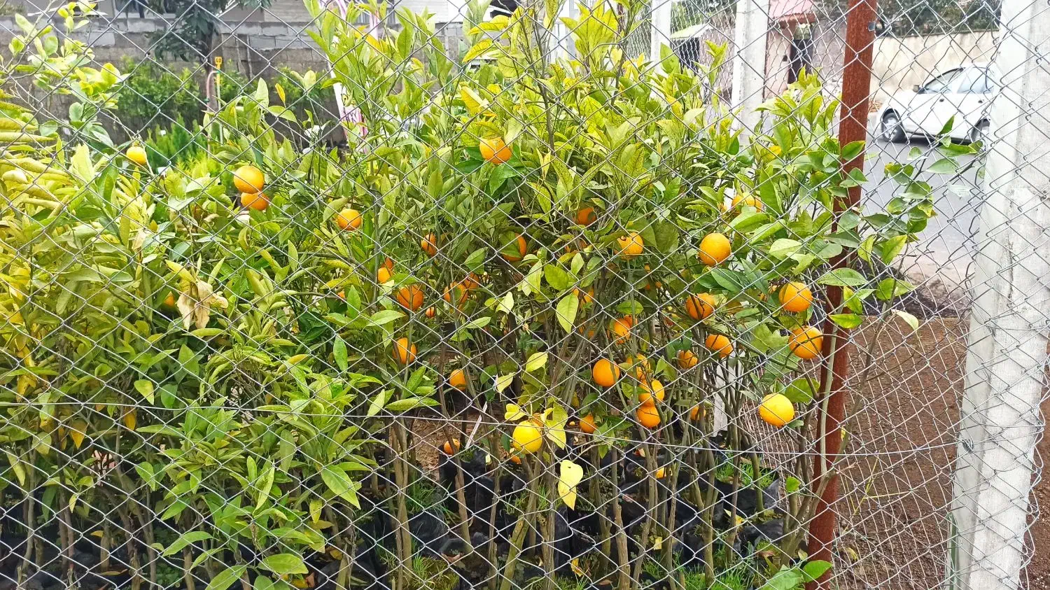 نهال میوه،مرکبات،سیاهریشه،فضاسازی|خدمات باغبانی و درختکاری|تولم شهر, |دیوار