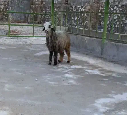 غوچ.میش.بز.بره|حیوانات مزرعه|شیراز, درکی|دیوار