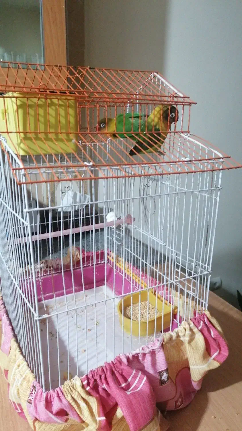 فروش یه جفت کوتوله برزیلی|پرنده|سپیدان, |دیوار