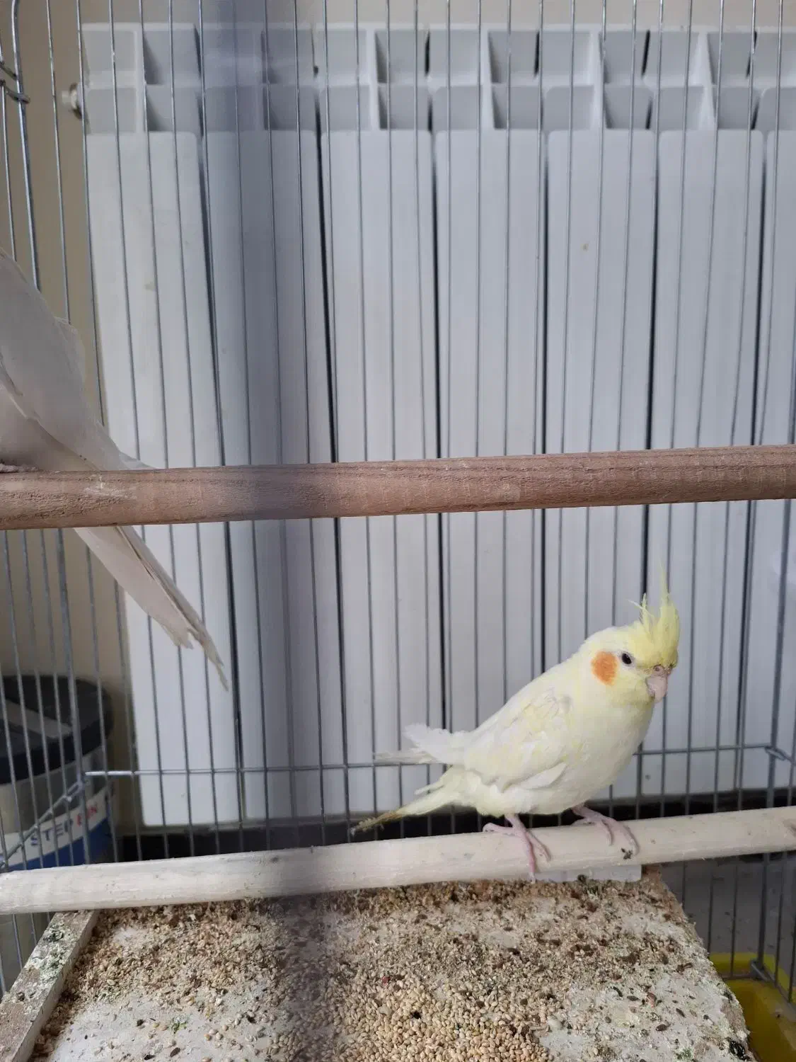 عروس هلندی|پرنده|کرمان, |دیوار