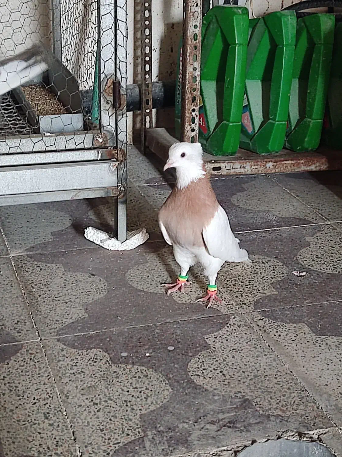 کبوتر طوقی|پرنده|برازجان, |دیوار