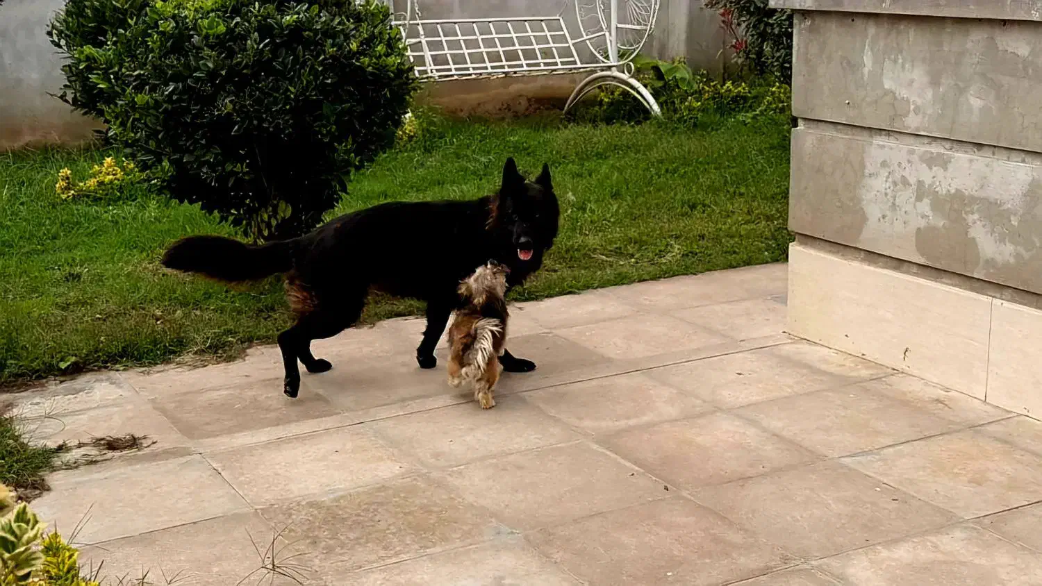 سگ ژرمن بلک|سگ|آستانه اشرفیه, |دیوار