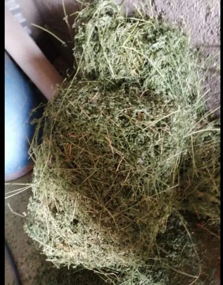 یونجه|حیوانات مزرعه|شوط, |دیوار