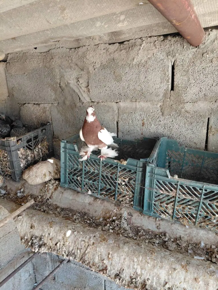 کبوتر|حیوانات مزرعه|بستک, |دیوار