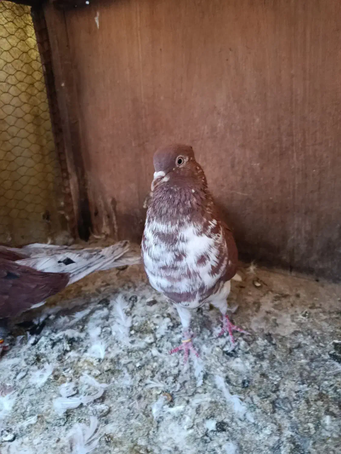 کفتر پرشی|پرنده|تهران, جیحون|دیوار