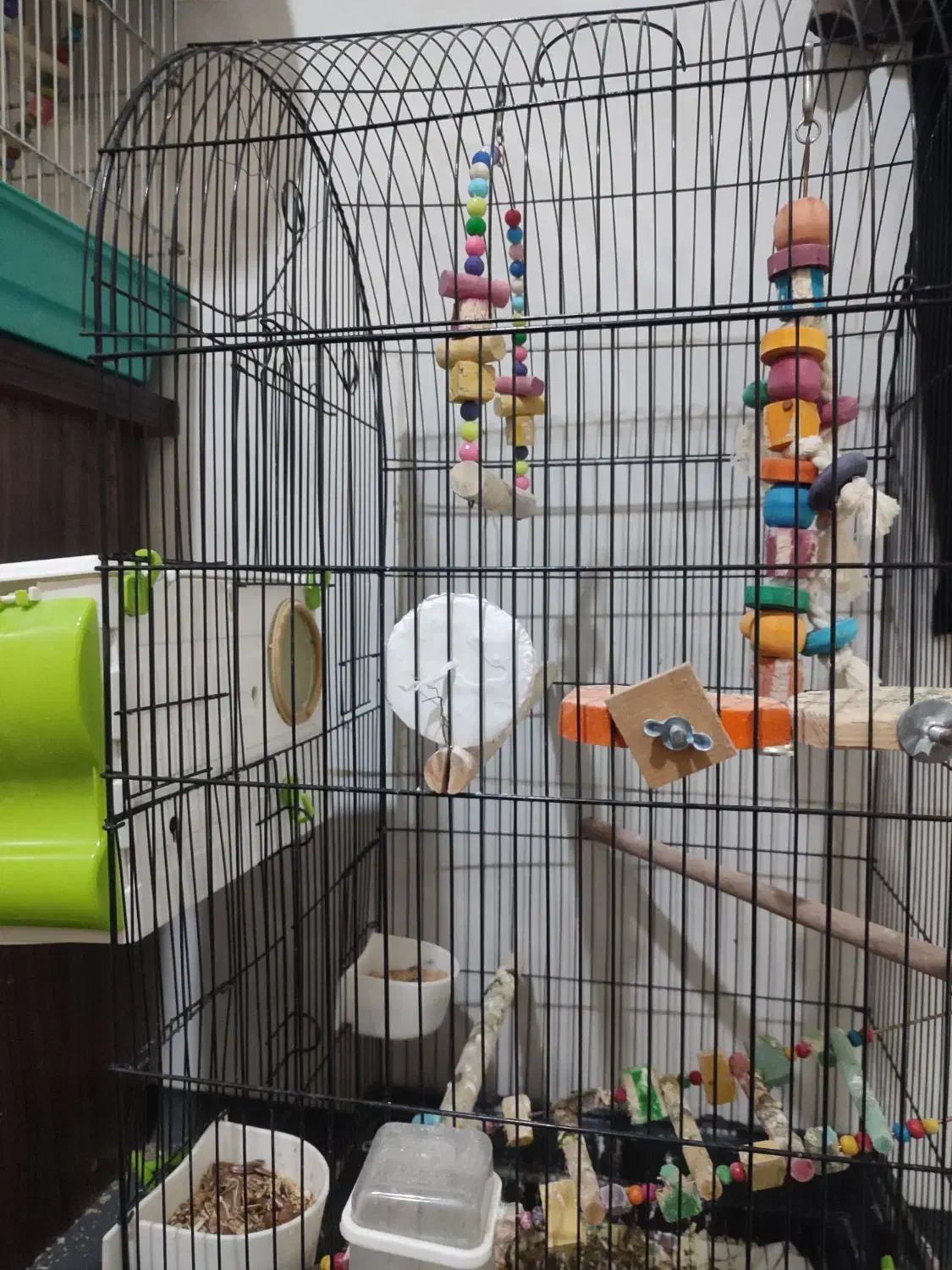 عروس هلندی جفت مولد|پرنده|گلستان (تهران), |دیوار