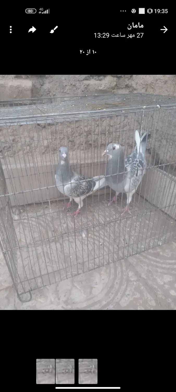 کفتر یا کبوتر پلنگ|پرنده|گلزار, |دیوار