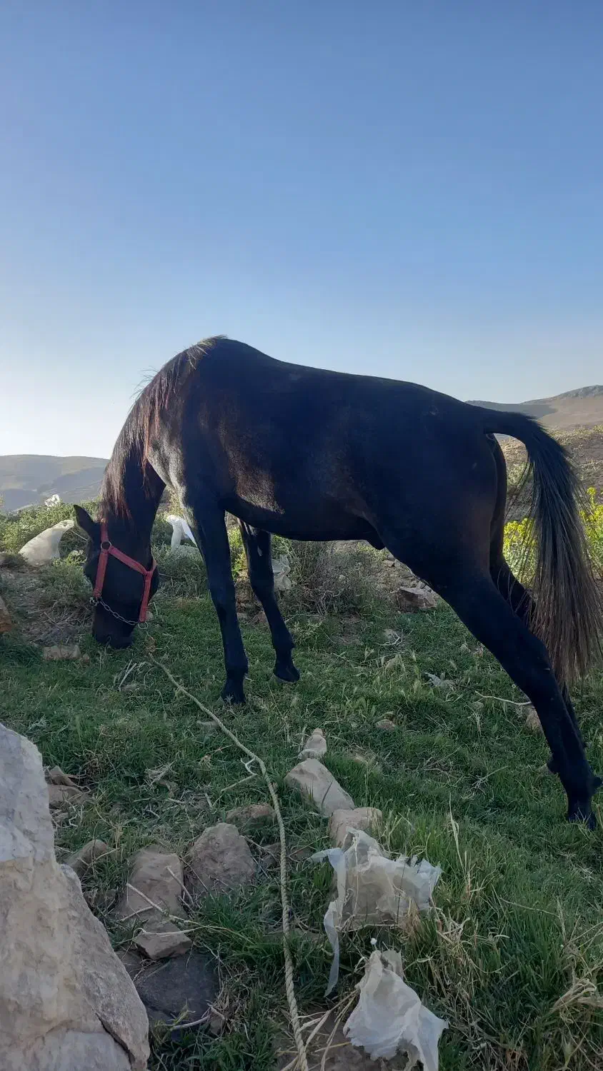 فروش اسب نریان|اسب و تجهیزات اسبسواری|نهاوند, |دیوار