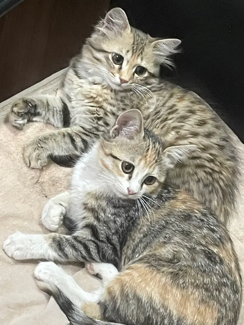 بچه گربه|گربه|ری, فیروزآبادی|دیوار