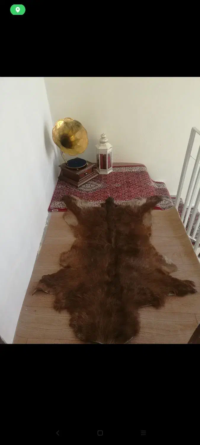 پوست طبیعی بز|صنایع دستی و سایر لوازم تزئینی|تبریز, |دیوار