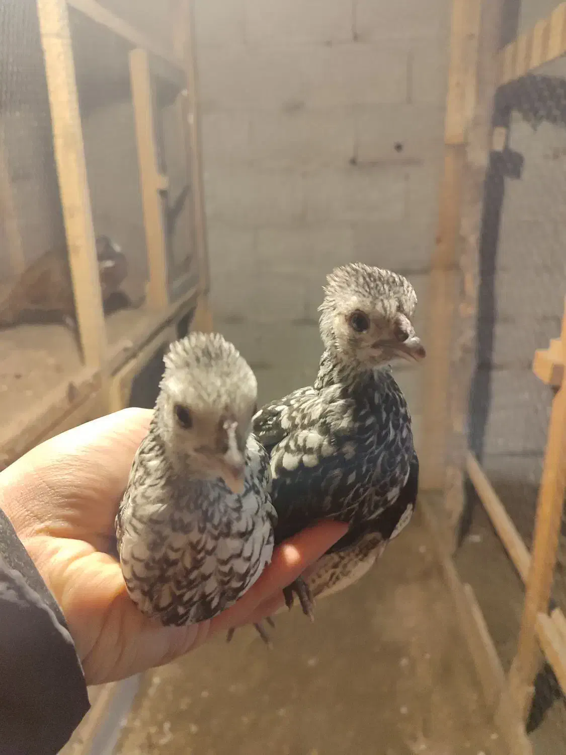 جوجه مرغ و خروس زینتی پولک منظم|حیوانات مزرعه|رشت, شهرک قدس|دیوار