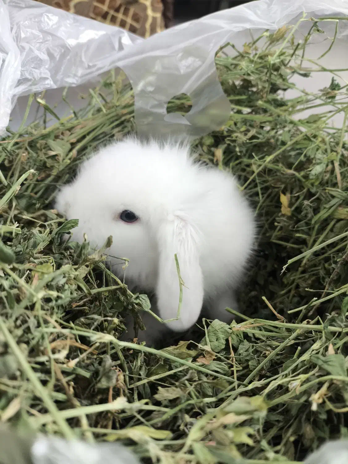 .یونجه خشک|لوازم جانبی حیوانات|مشهد, کارگران|دیوار