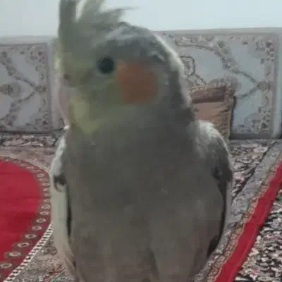 طوطی عروس|پرنده|قزوین, |دیوار