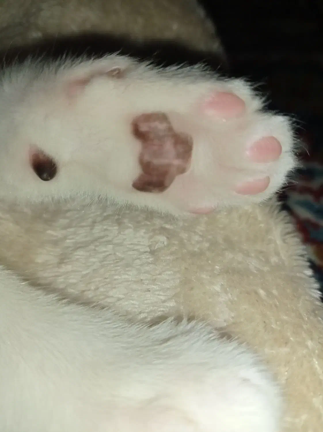 گربه خونگی خوشگل رایگان|گربه|گرگان, |دیوار