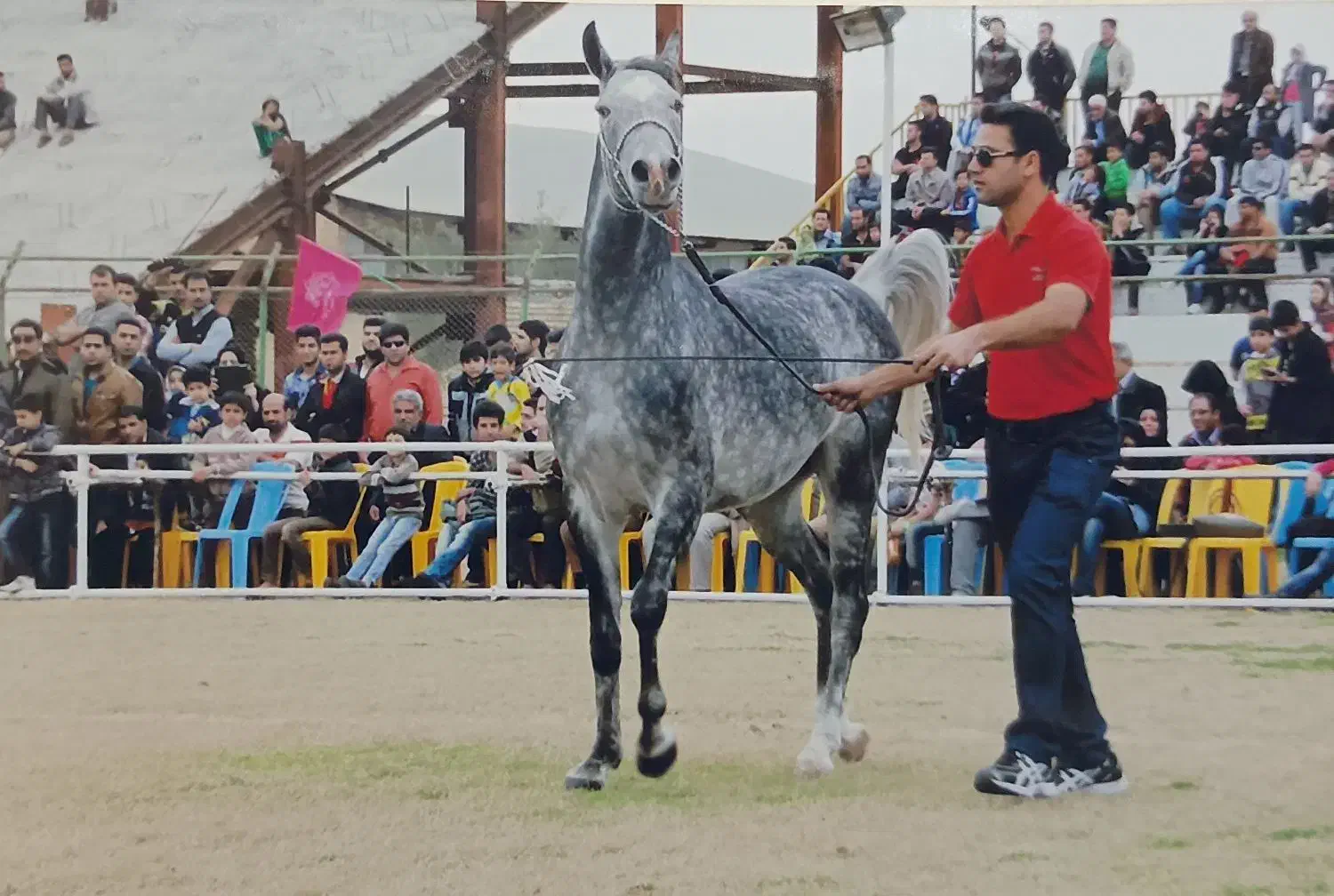 آماده سازی اسب زیبایی|اسب و تجهیزات اسبسواری|شوشتر, |دیوار