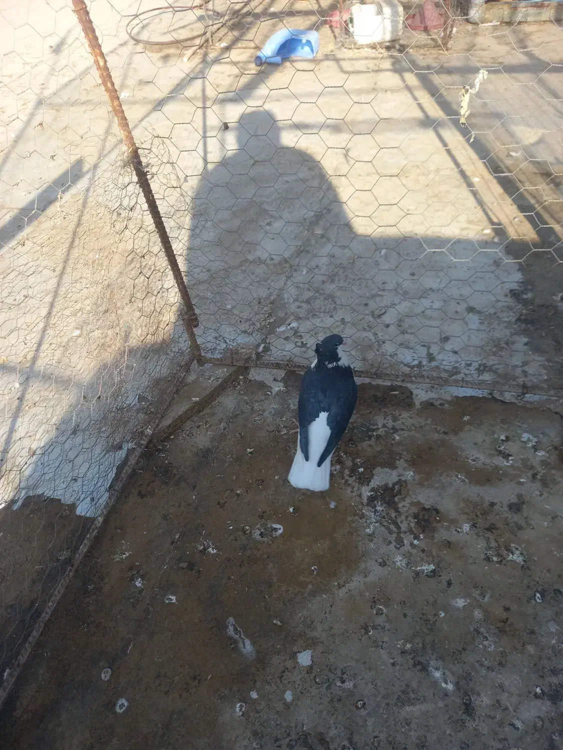 ساده کاکلی نر|پرنده|خواف, |دیوار