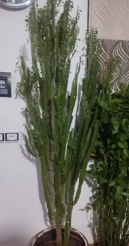 کاکتوس|گل و گیاه طبیعی|انزل, |دیوار