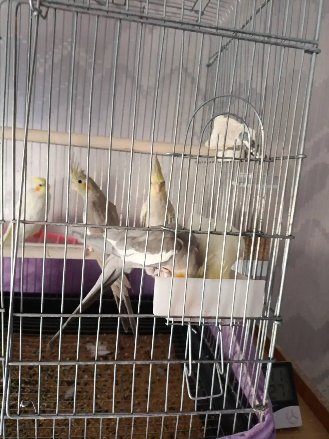 عروس هلندی مولد بهمراه 3جوجه وقفس لوازم|پرنده|محمدیه-قزوین, |دیوار