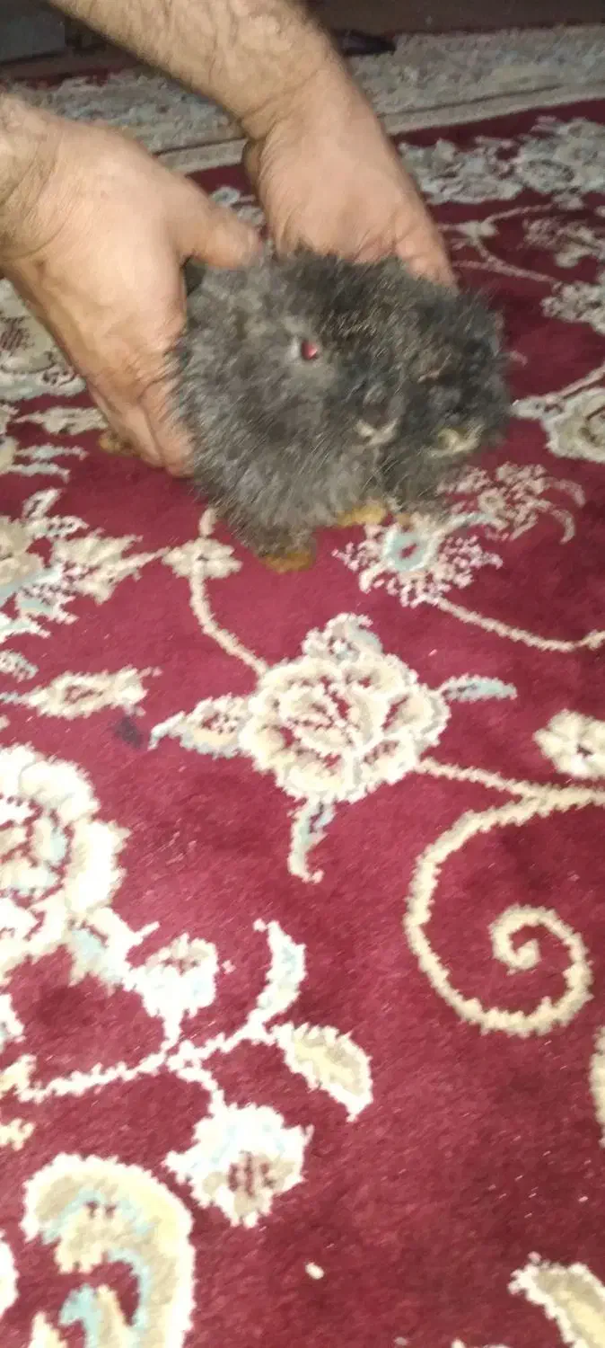 خرگوش|موش و خرگوش|سیاهکل, |دیوار