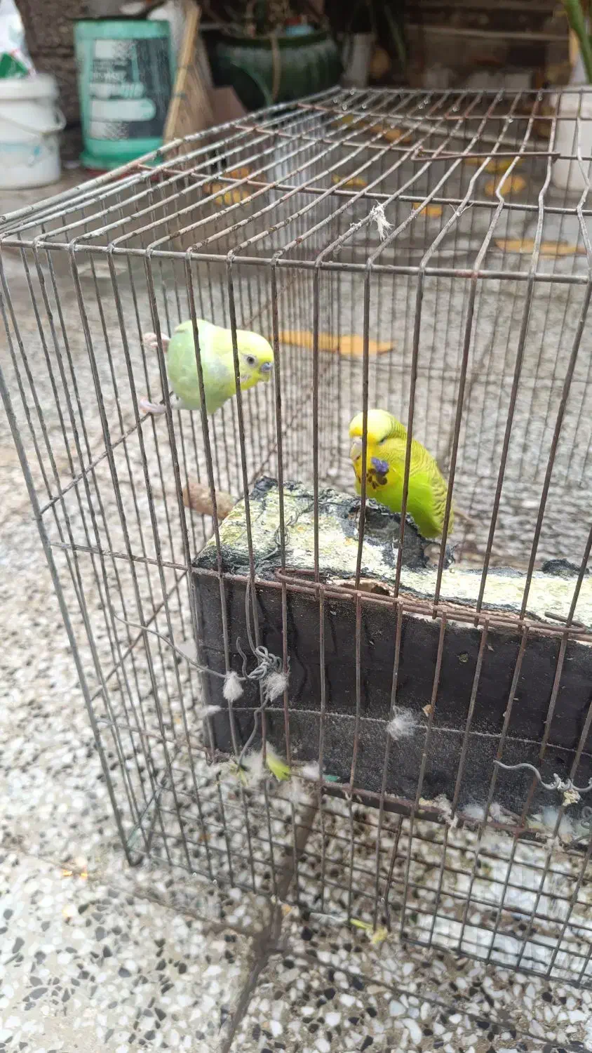 مرغ عشق|پرنده|قلعه قاضی, |دیوار