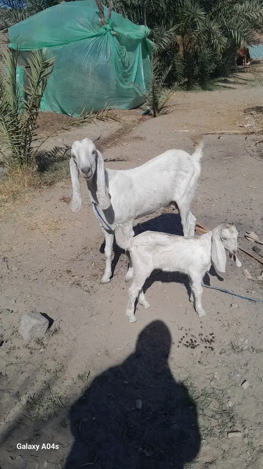 بز وکهره فروشی|حیوانات مزرعه|بلوک, |دیوار