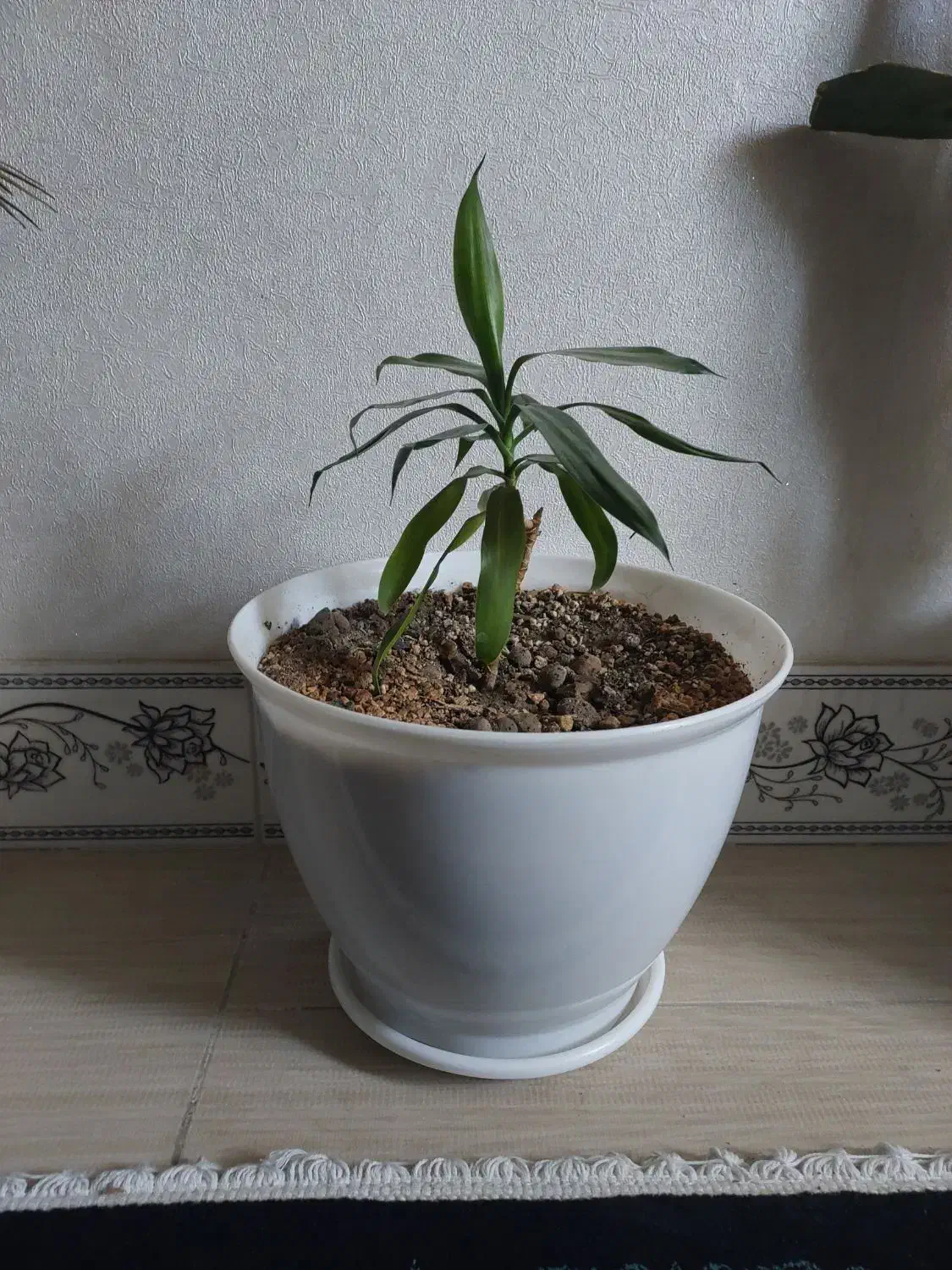 گل به همراه گلدان|گل و گیاه طبیعی|قرچک, مهدیه|دیوار