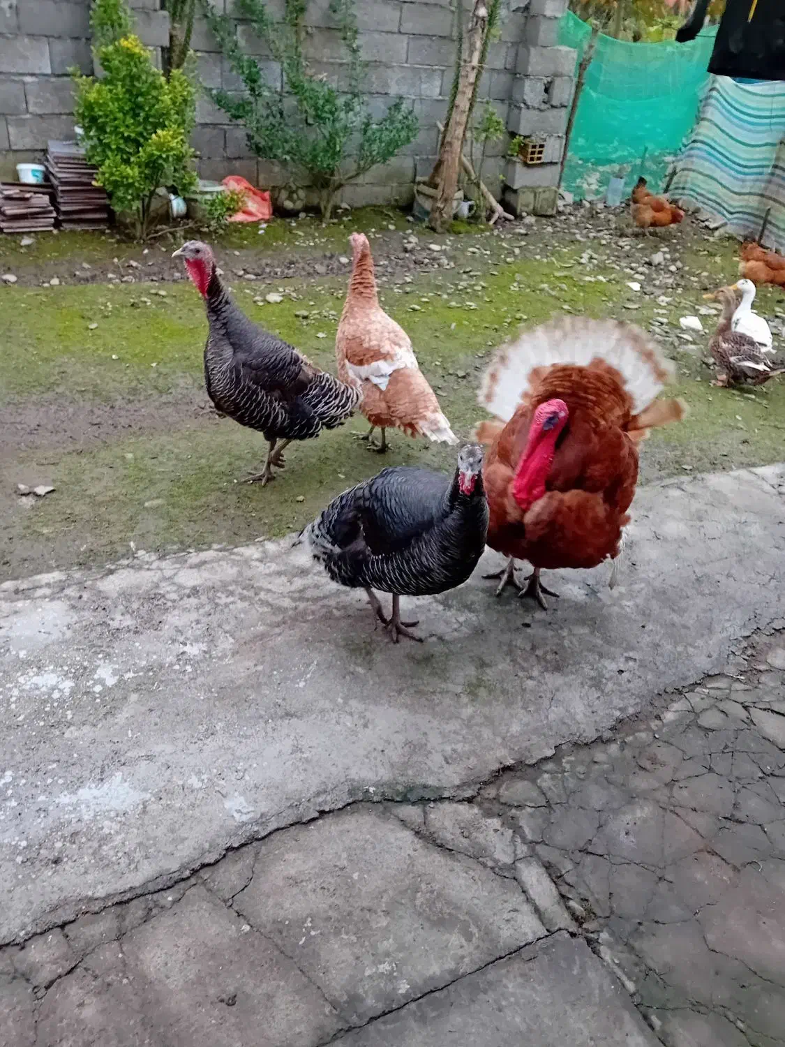 فروش‌بقلمون|حیوانات مزرعه|سیاهکل, |دیوار