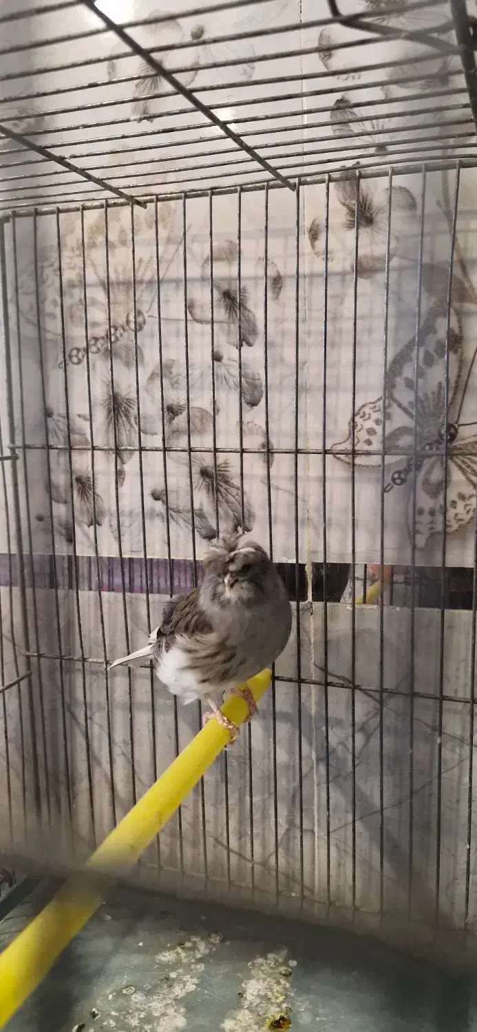 قناری گلستر نر|پرنده|بهار, |دیوار