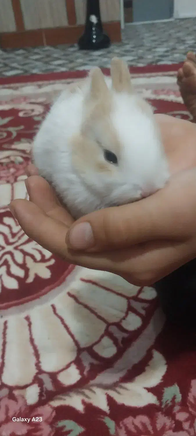 دوعددخرگوش پشمالو|موش و خرگوش|اهواز, کوی شایسته|دیوار