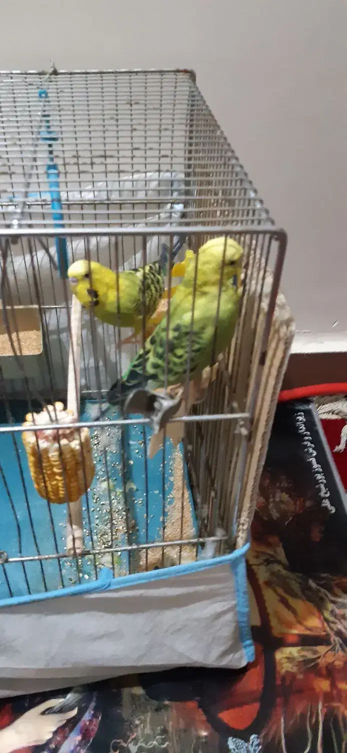 مرغ عشق|پرنده|اهواز, پردیس دو|دیوار