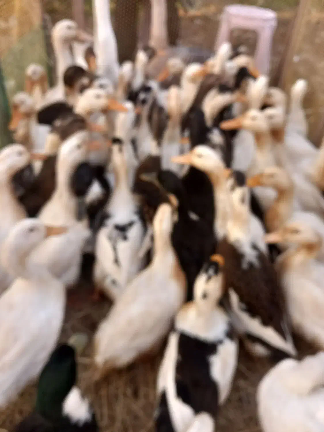 اردک محلی پرورش داده شده در مزارع استان گیلان|حیوانات مزرعه|اسالم, |دیوار